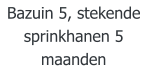 Bazuin 5, stekende sprinkhanen 5 maanden
