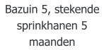 Bazuin 5, stekende sprinkhanen 5 maanden